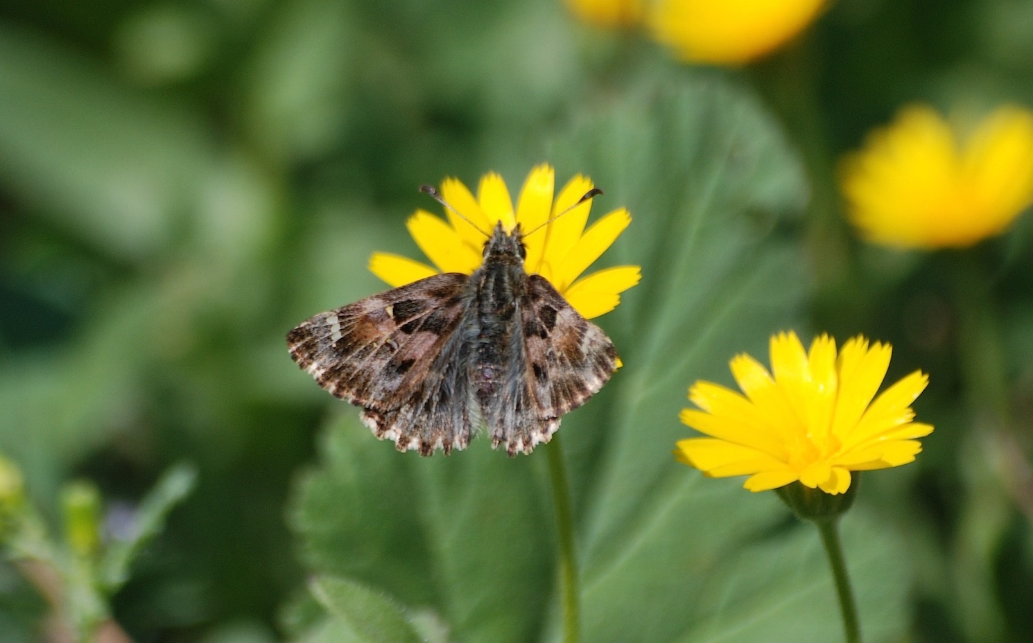 Tutte svernanti, o prima generazione??????